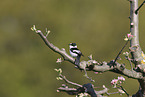 collared flycatcher