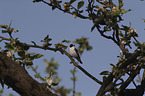 collared flycatcher