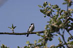 collared flycatcher