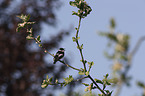 collared flycatcher