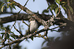 collared flycatcher