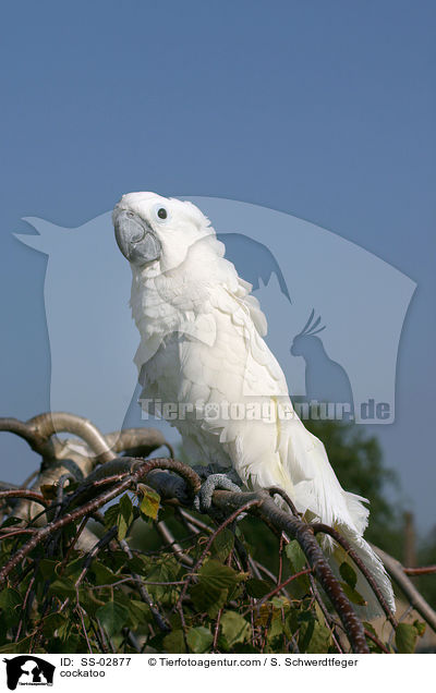 Weihaubenkakadu / cockatoo / SS-02877