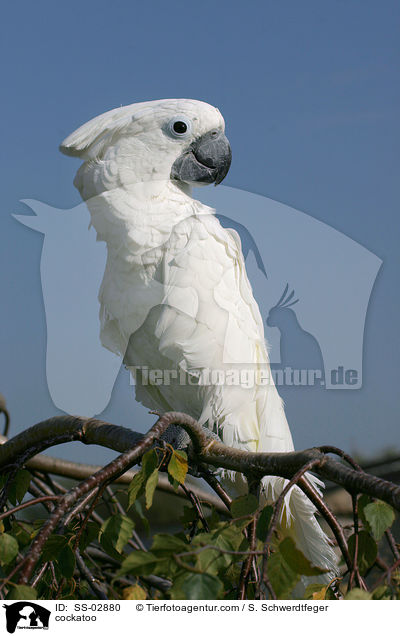 cockatoo / SS-02880