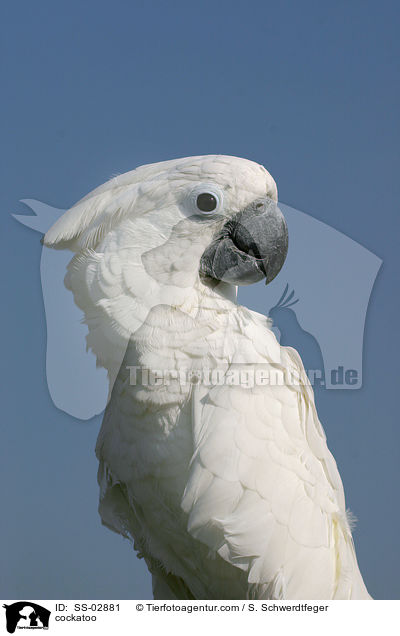 Weihaubenkakadu / cockatoo / SS-02881