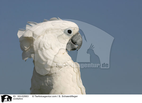 cockatoo / SS-02883