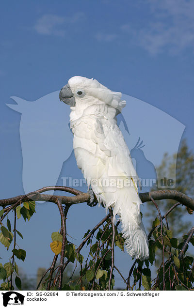 cockatoo / SS-02884