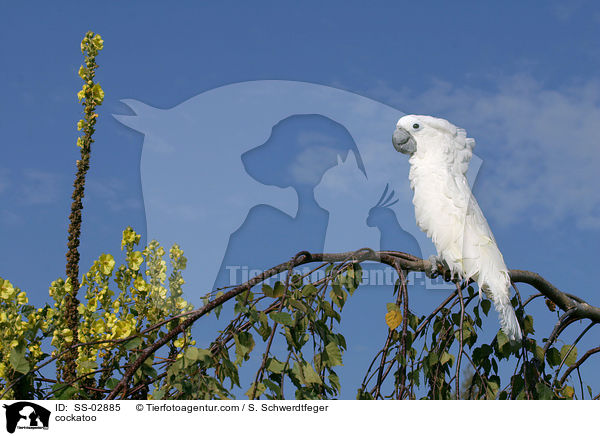 cockatoo / SS-02885