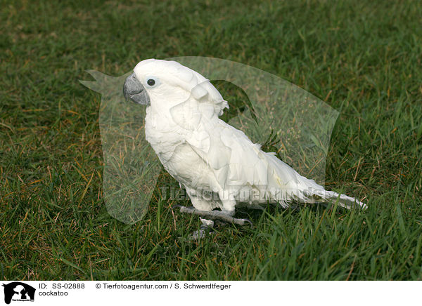 Weihaubenkakadu / cockatoo / SS-02888