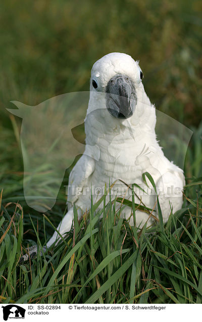 Weihaubenkakadu / cockatoo / SS-02894