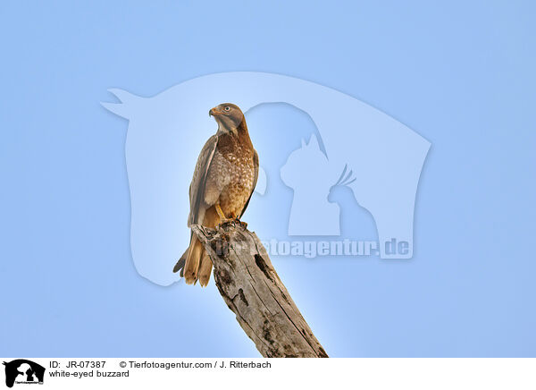 white-eyed buzzard / JR-07387