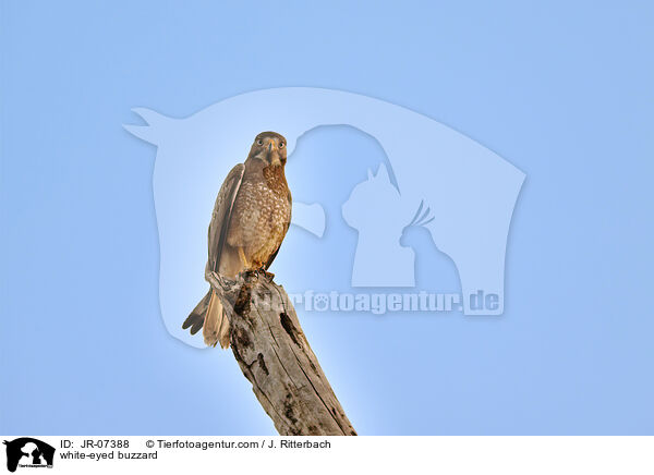 white-eyed buzzard / JR-07388