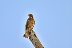 white-eyed buzzard
