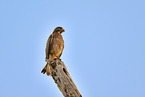 white-eyed buzzard