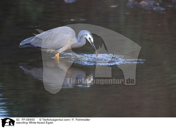 stehender Weiwangenreiher / standing White-faced Egret / FF-08950