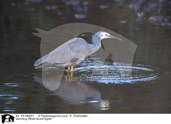 standing White-faced Egret / FF-08951