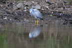 standing White-faced Egret
