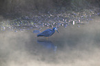 standing White-faced Egret