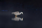 walking White-faced Egret