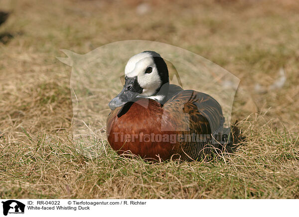 Witwenpfeifgans / White-faced Whistling Duck / RR-04022