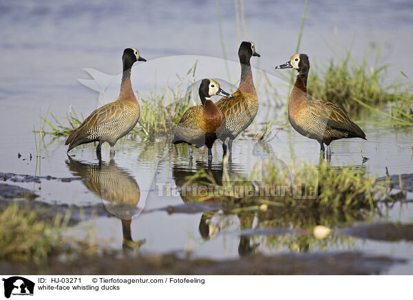 white-face whistling ducks / HJ-03271