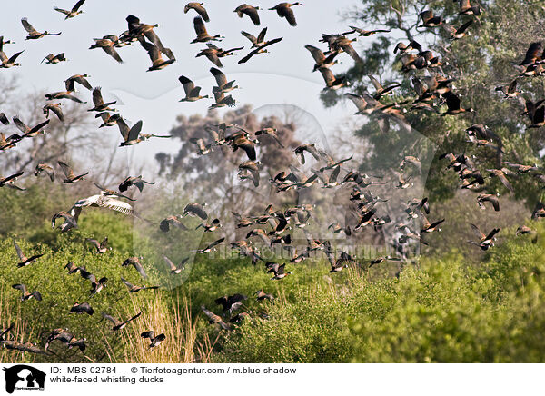 white-faced whistling ducks / MBS-02784