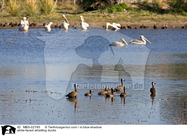 white-faced whistling ducks / MBS-02785