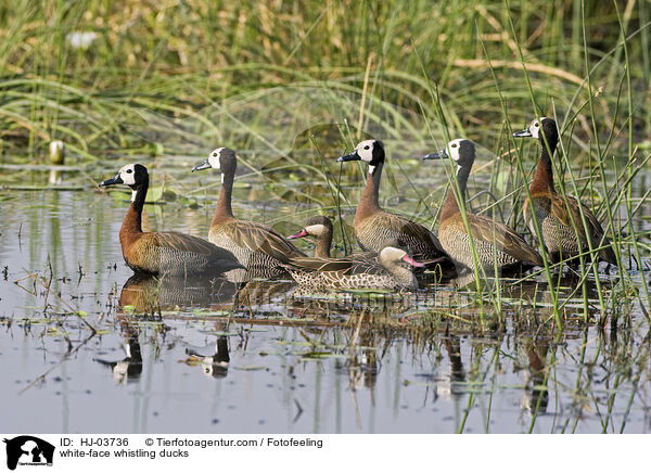 white-face whistling ducks / HJ-03736