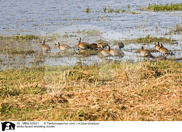 white-faced whistling ducks / MBS-03931