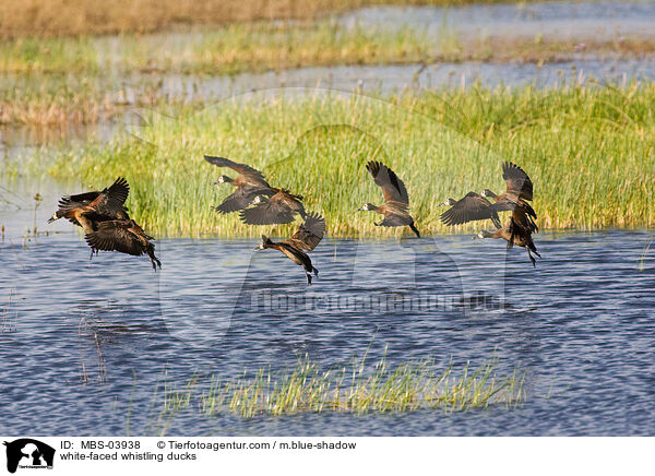 white-faced whistling ducks / MBS-03938