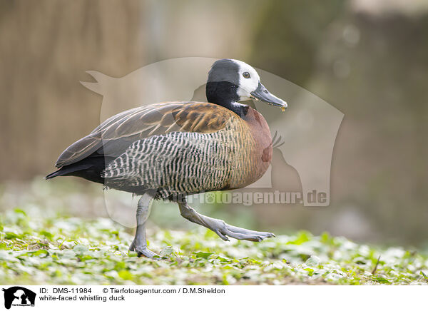Witwenpfeifgans / white-faced whistling duck / DMS-11984