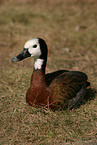 White-faced Whistling Duck