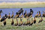 white-face whistling ducks