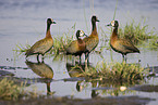 white-face whistling ducks