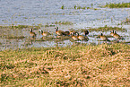 white-faced whistling ducks