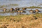 white-faced whistling ducks