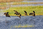 white-faced whistling ducks