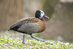 white-faced whistling duck