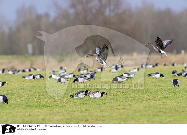 white-fronted geese / MBS-25212
