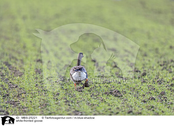 white-fronted goose / MBS-25221