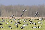 white-fronted geese