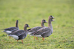 white-fronted geese