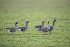 white-fronted geese