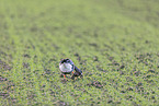 white-fronted goose