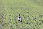 white-fronted goose