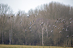 white-fronted geese