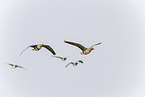 white-fronted geese