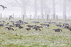 white-fronted geese