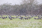 white-fronted geese