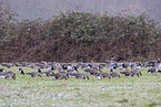 white-fronted geese