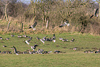 white-fronted geese